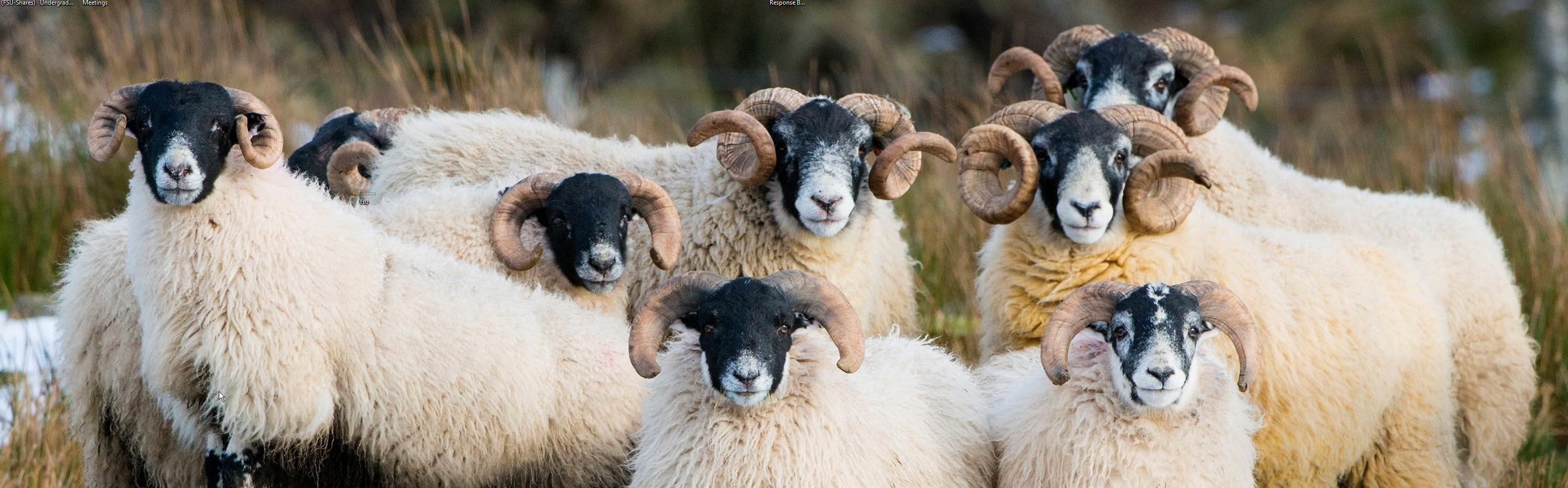 Group of Rams
